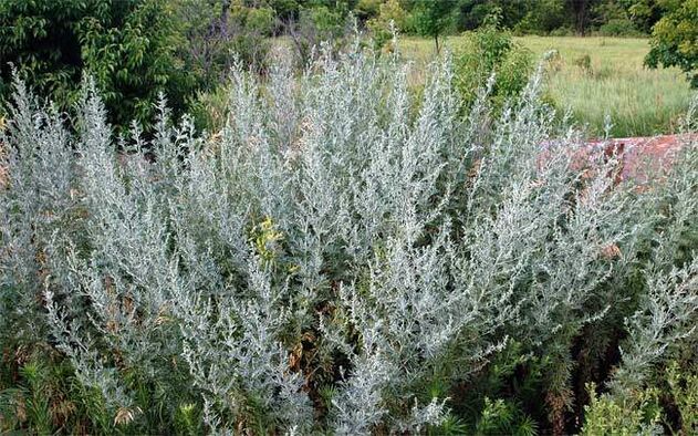 Boiling wormwood helps to enlarge the penis