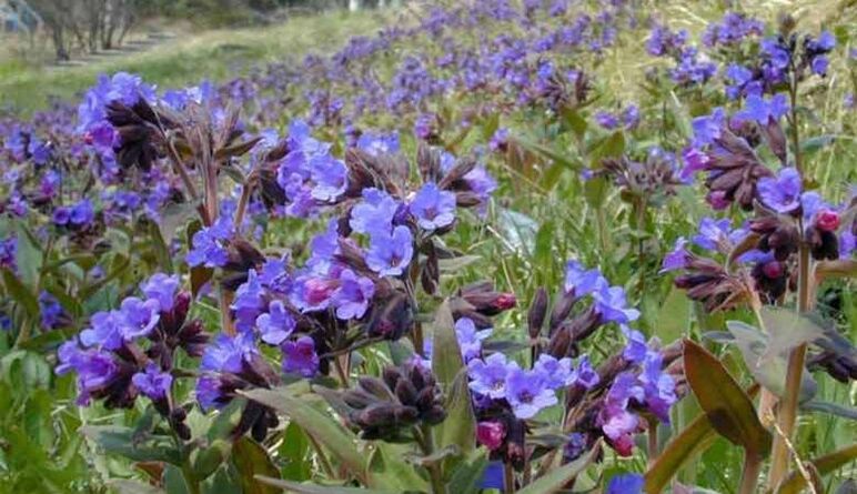 Lungwort for the preparation of an infusion that promotes penis enlargement